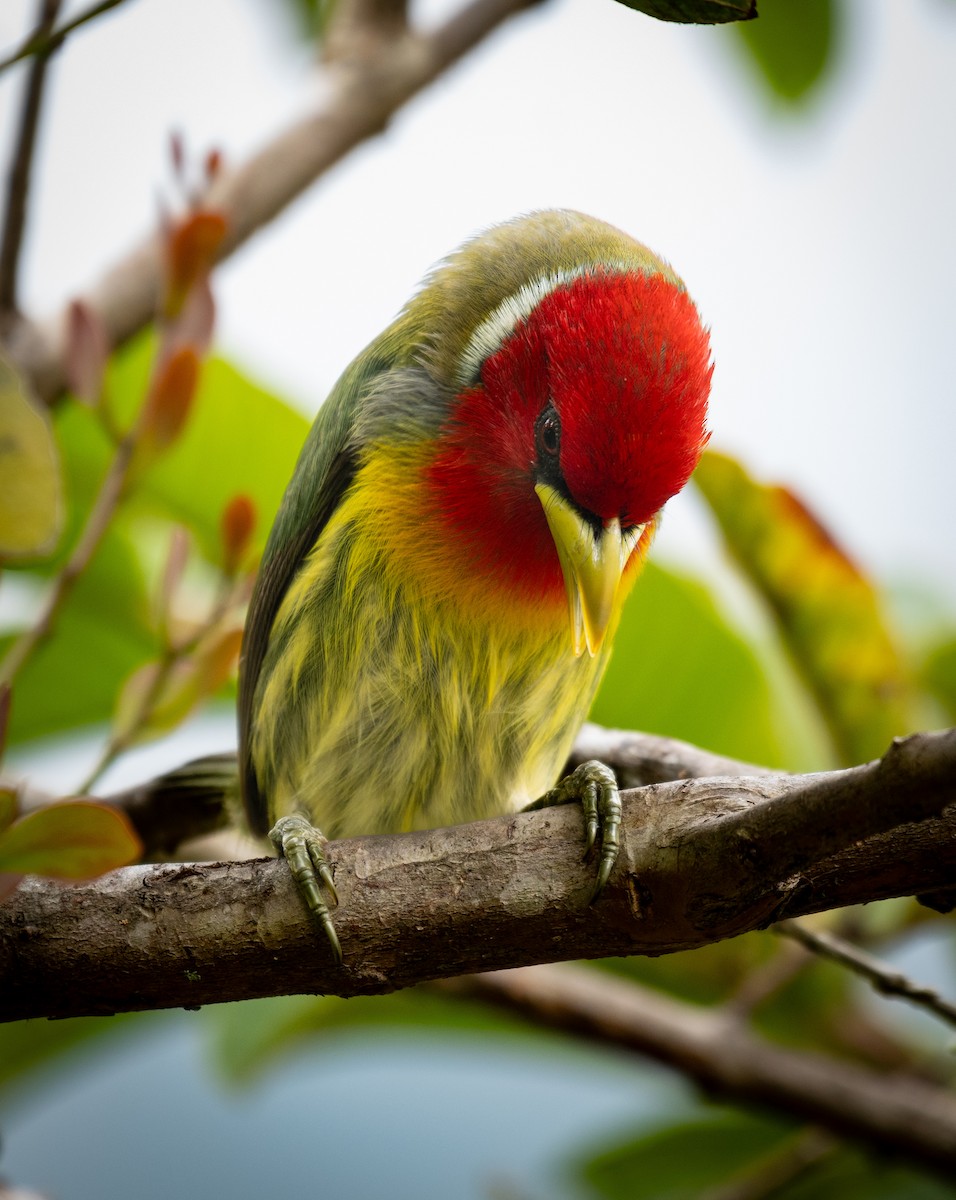 Red-headed Barbet - ML624209500