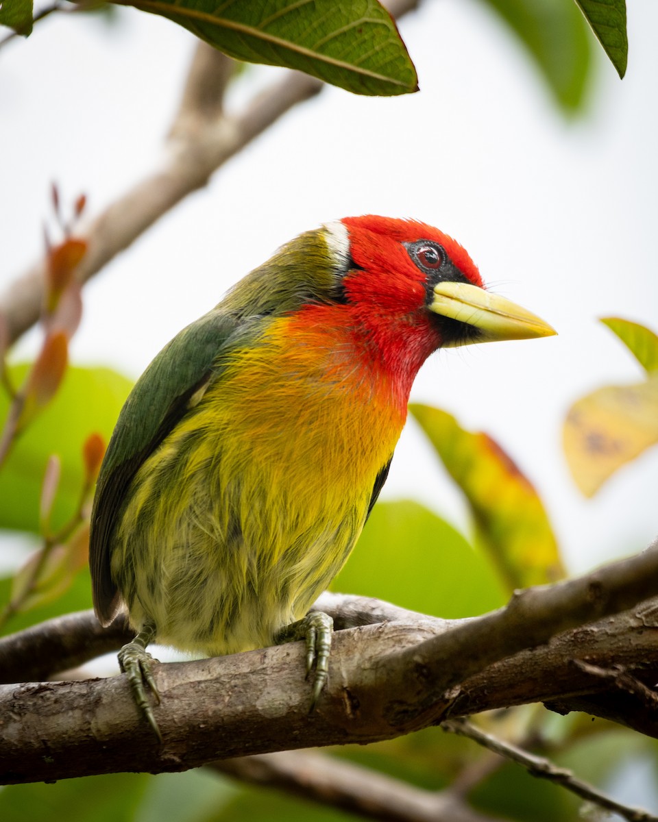 Red-headed Barbet - ML624209501