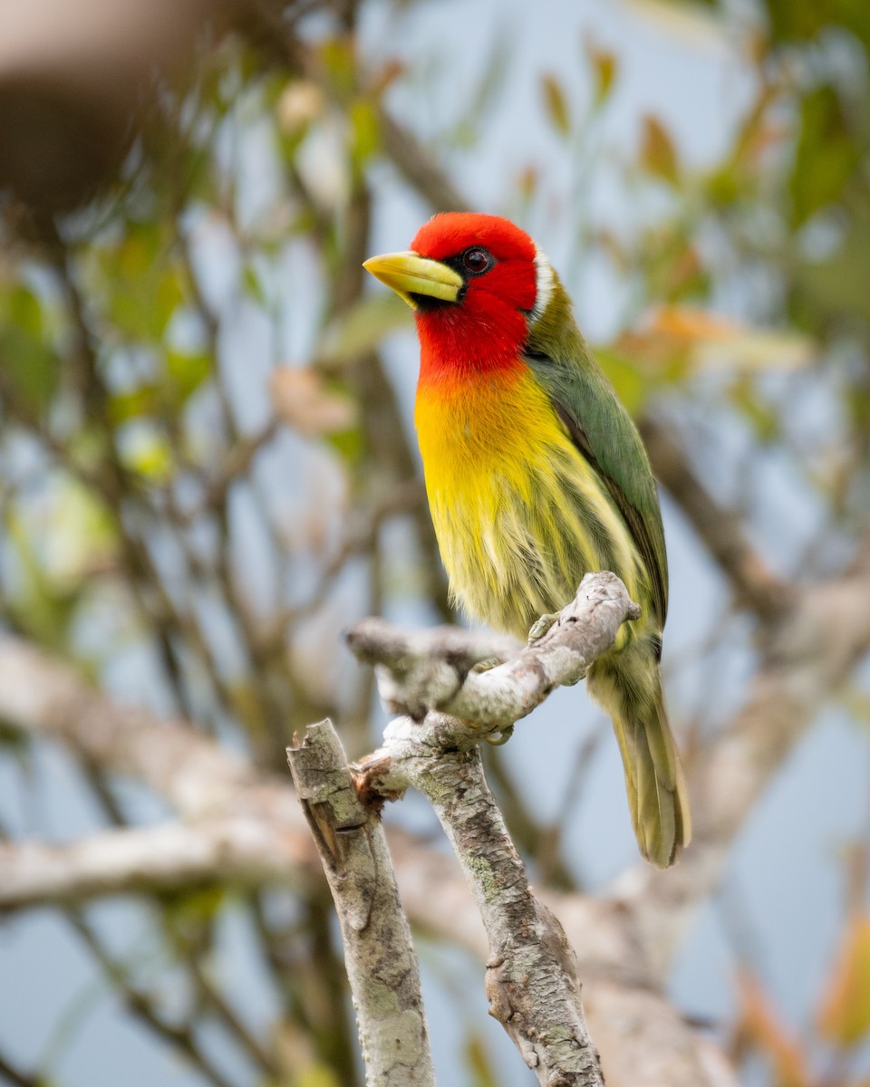 Red-headed Barbet - ML624209502