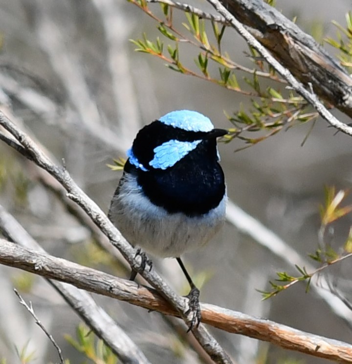 Superb Fairywren - ML624209504