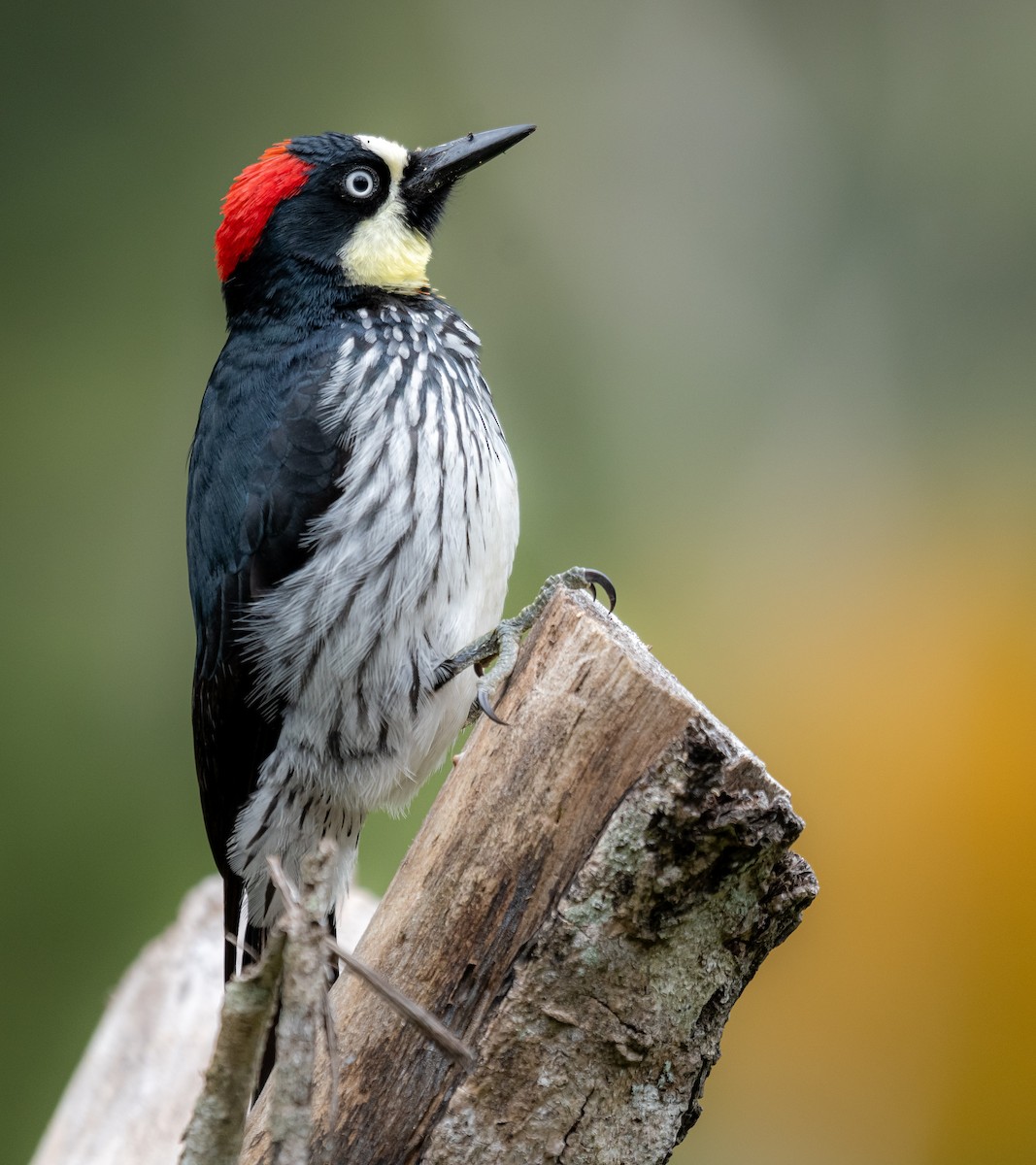 Acorn Woodpecker - ML624209506