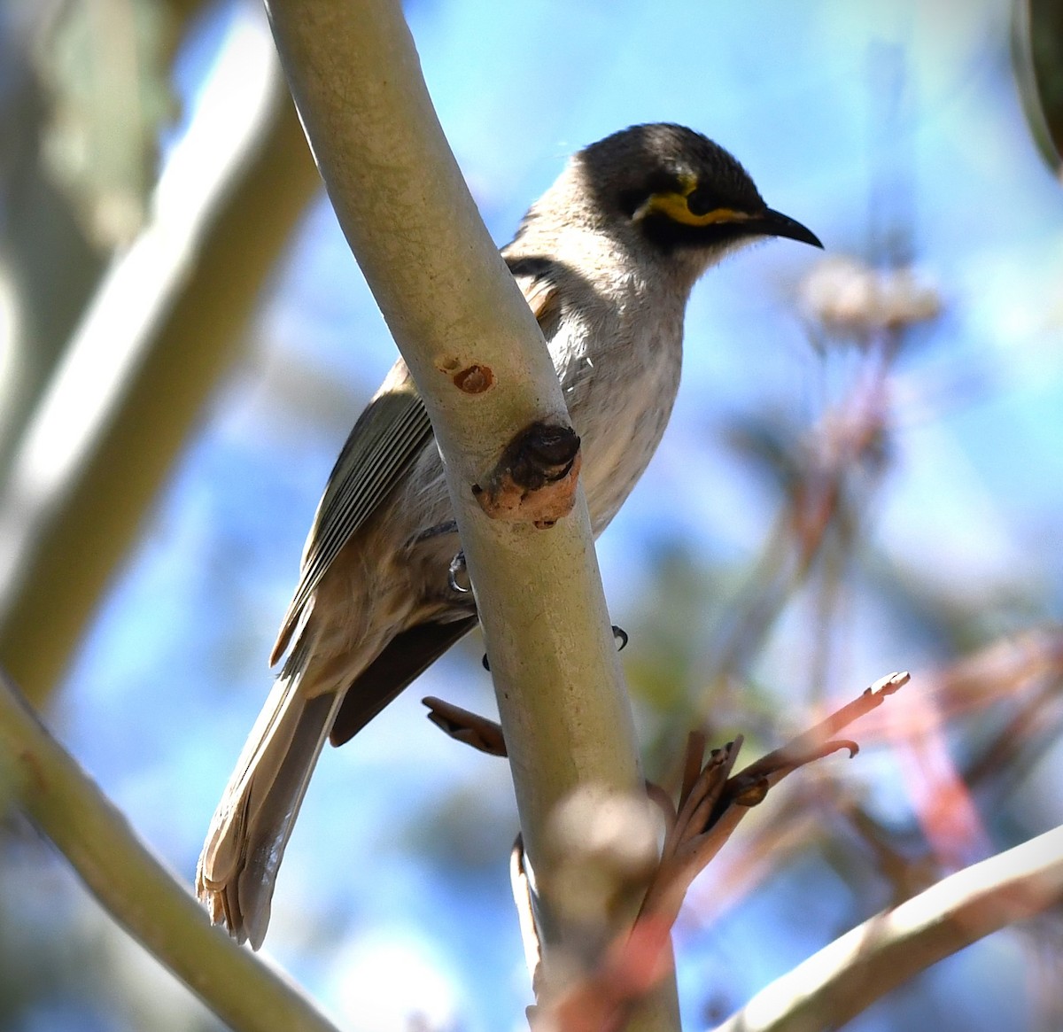 Yellow-faced Honeyeater - ML624209509