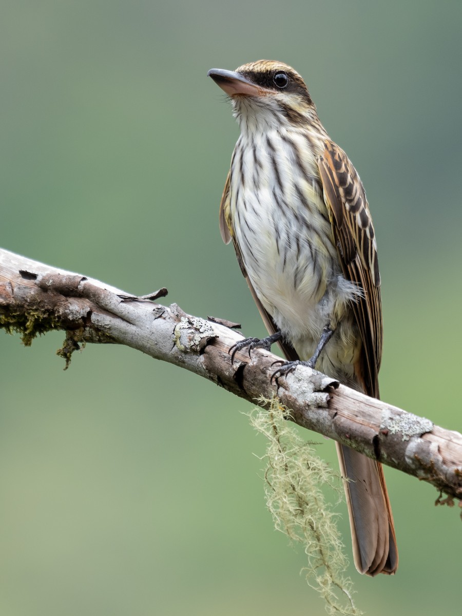 Streaked Flycatcher - ML624209510