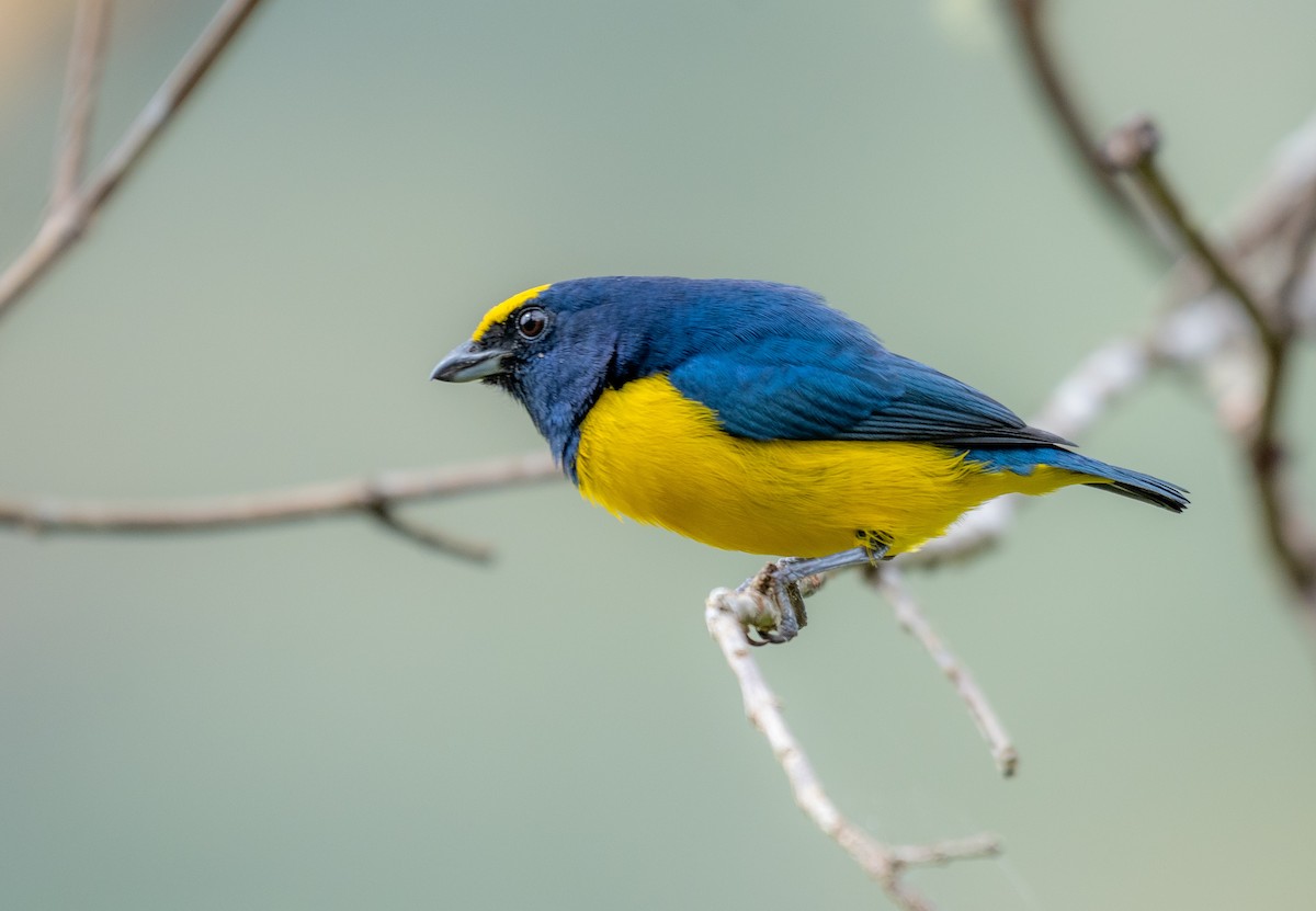 Spot-crowned Euphonia - ML624209530