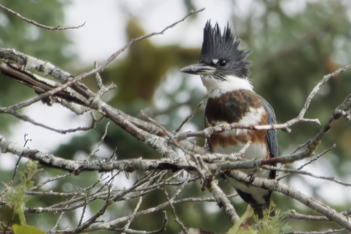 Belted Kingfisher - ML624209537