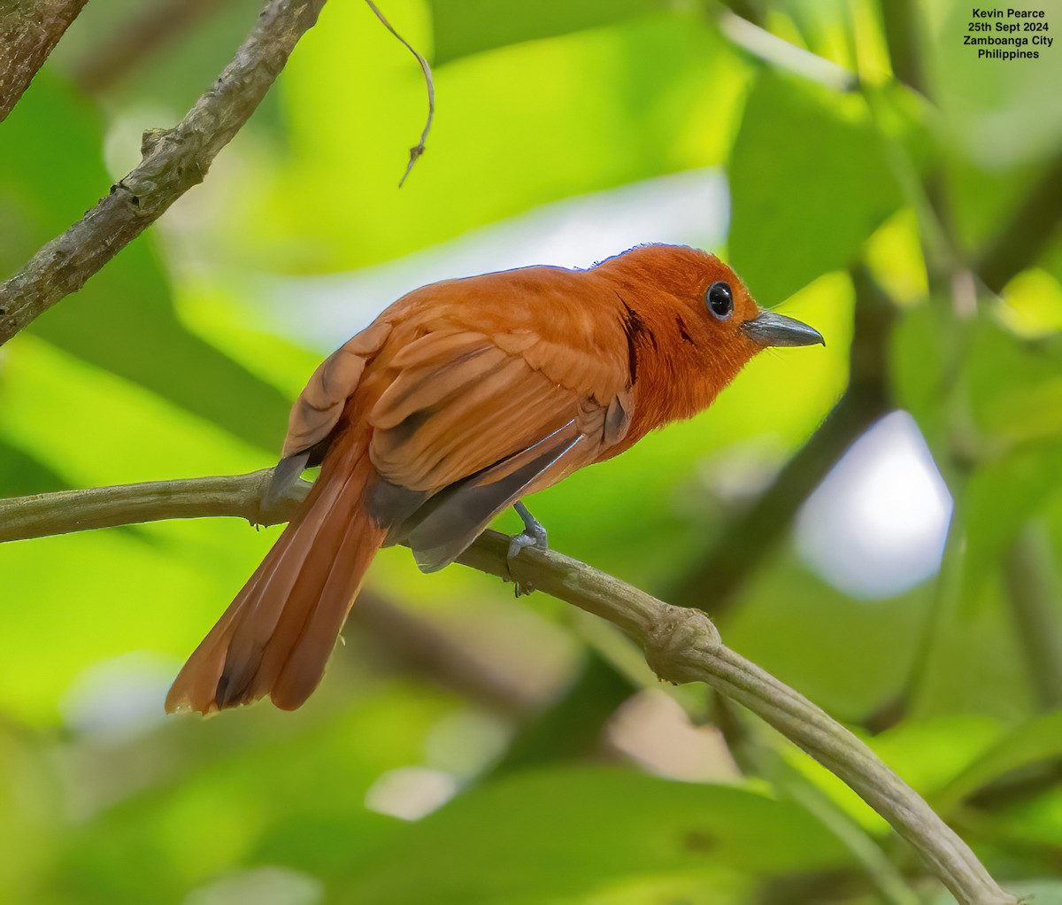 Rufous Paradise-Flycatcher - ML624209555