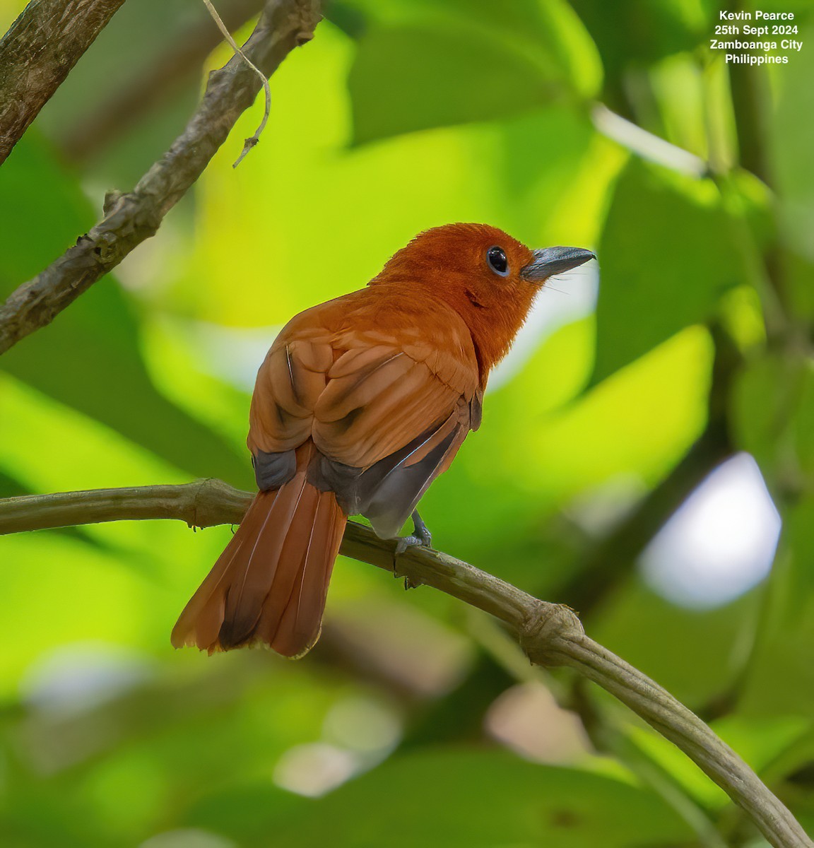 Rufous Paradise-Flycatcher - ML624209556