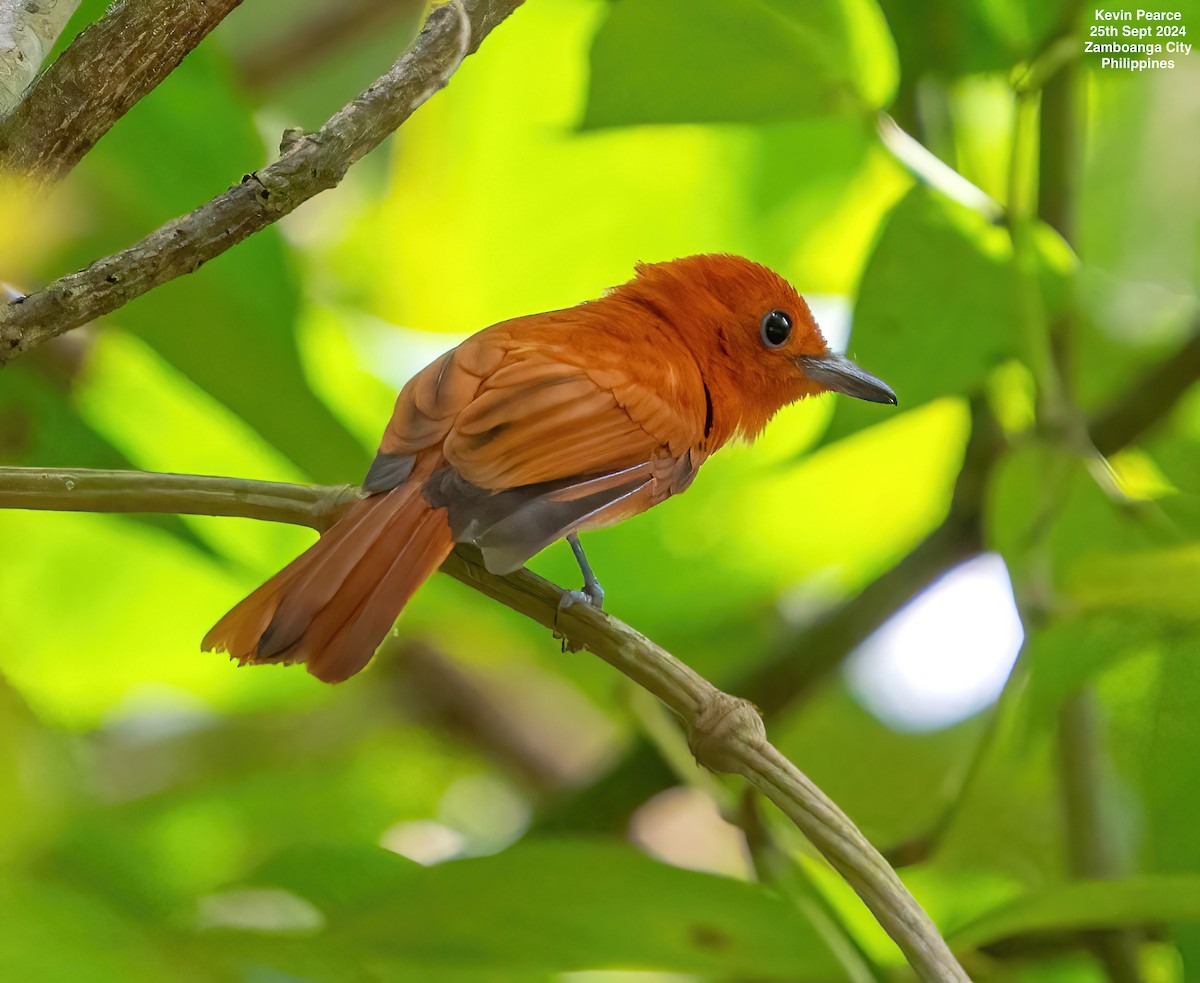 Rufous Paradise-Flycatcher - ML624209557