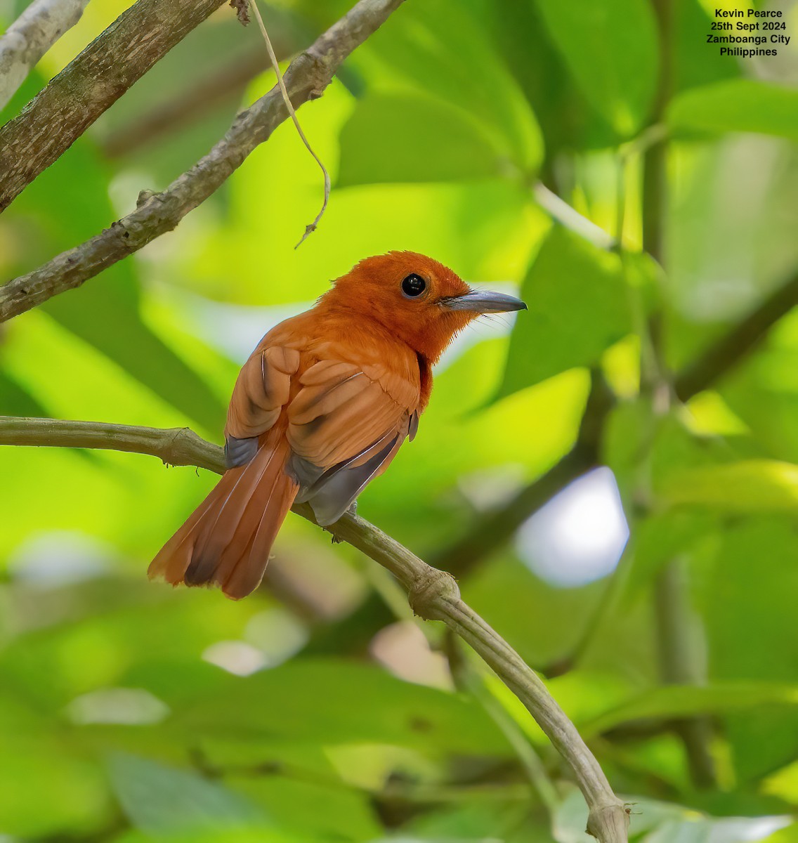 Rufous Paradise-Flycatcher - Kevin Pearce