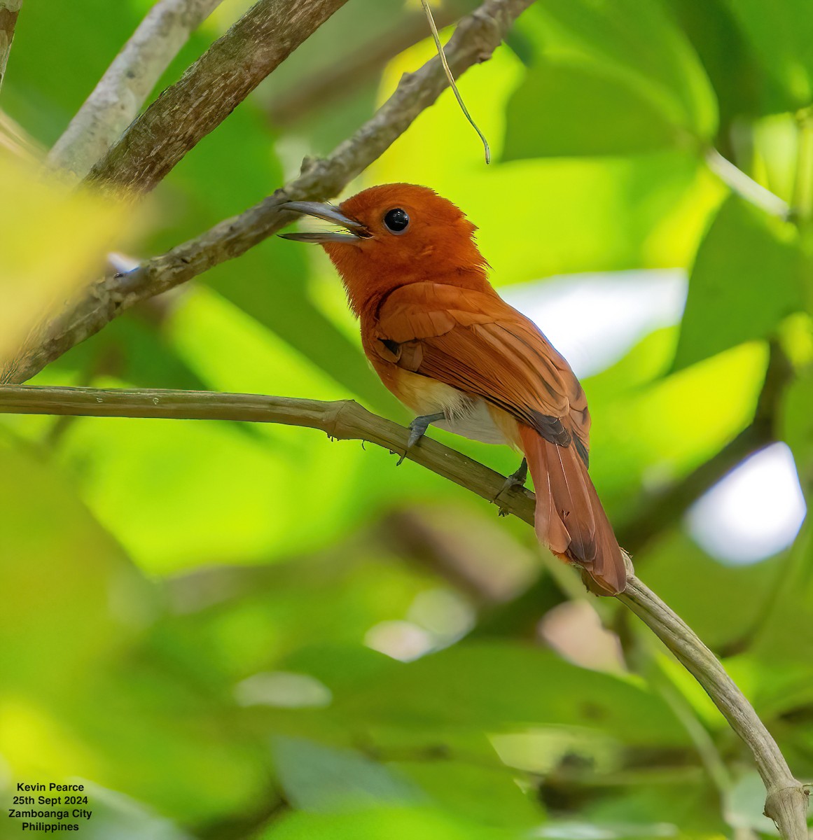 Rufous Paradise-Flycatcher - ML624209560