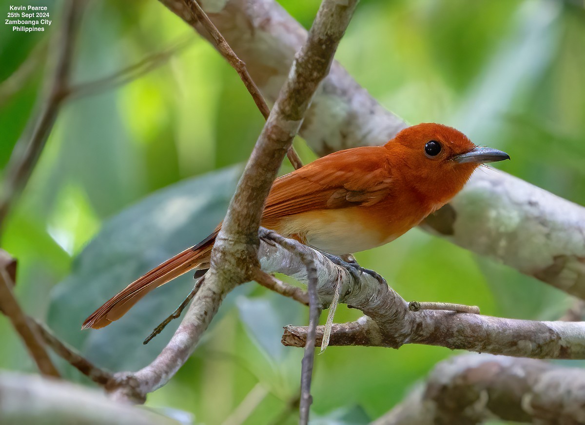 Rufous Paradise-Flycatcher - ML624209561