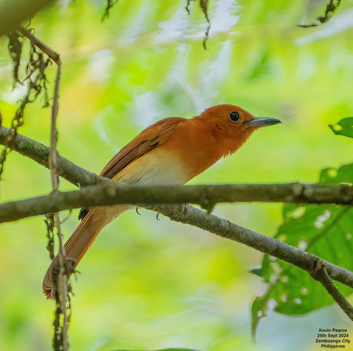 Rufous Paradise-Flycatcher - ML624209562