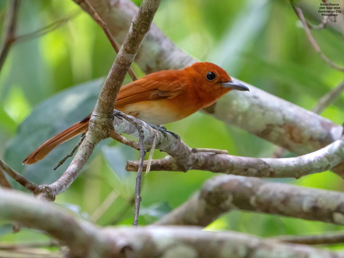 Rufous Paradise-Flycatcher - ML624209563