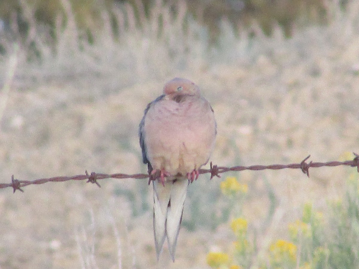 Mourning Dove - ML624209570