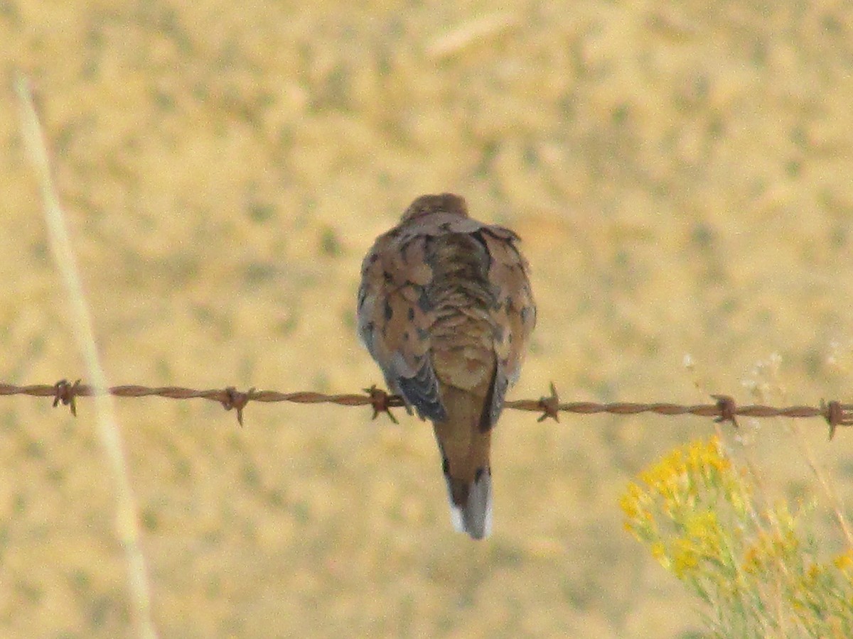 Mourning Dove - ML624209571