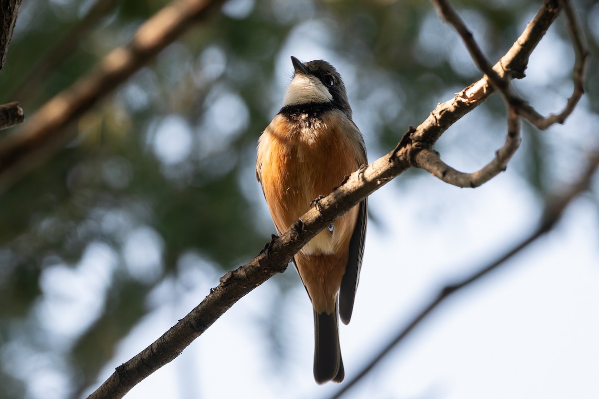 Rufous Whistler - ML624209576