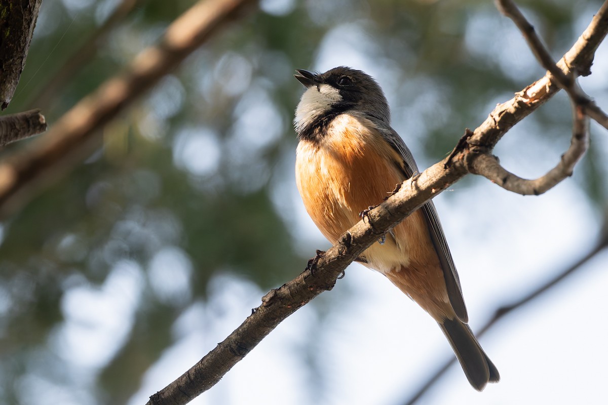 Rufous Whistler - ML624209577