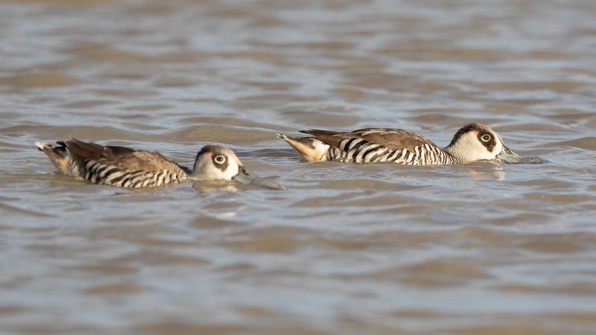 Pink-eared Duck - ML624209580