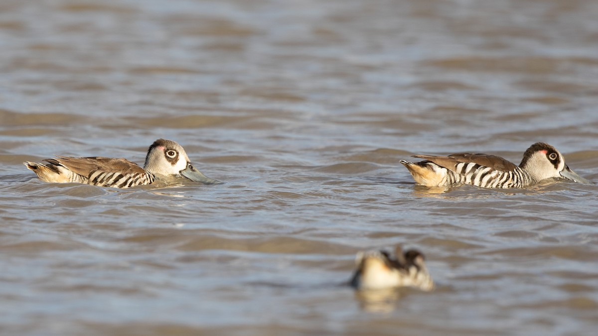 Pink-eared Duck - ML624209581