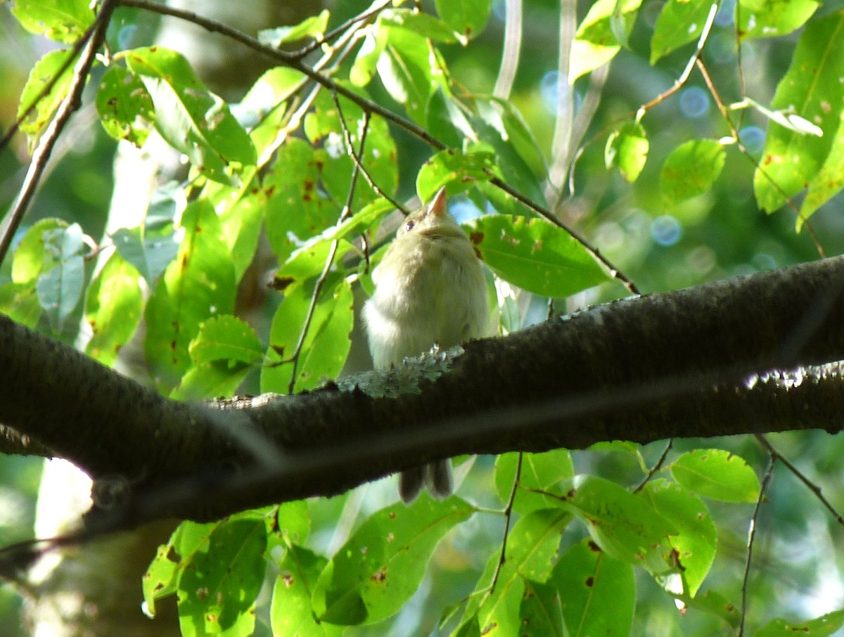 Acadian Flycatcher - ML624209585