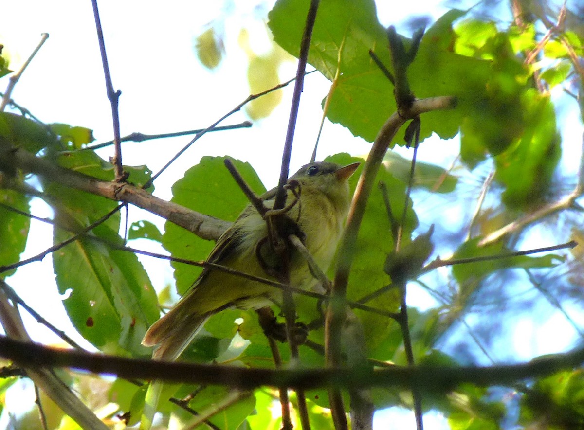 Acadian Flycatcher - ML624209586