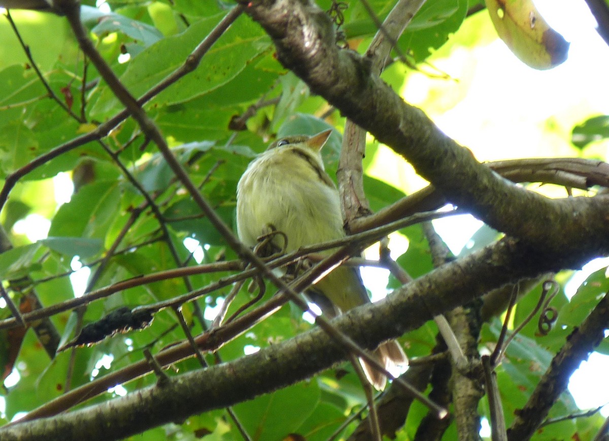 Acadian Flycatcher - ML624209587