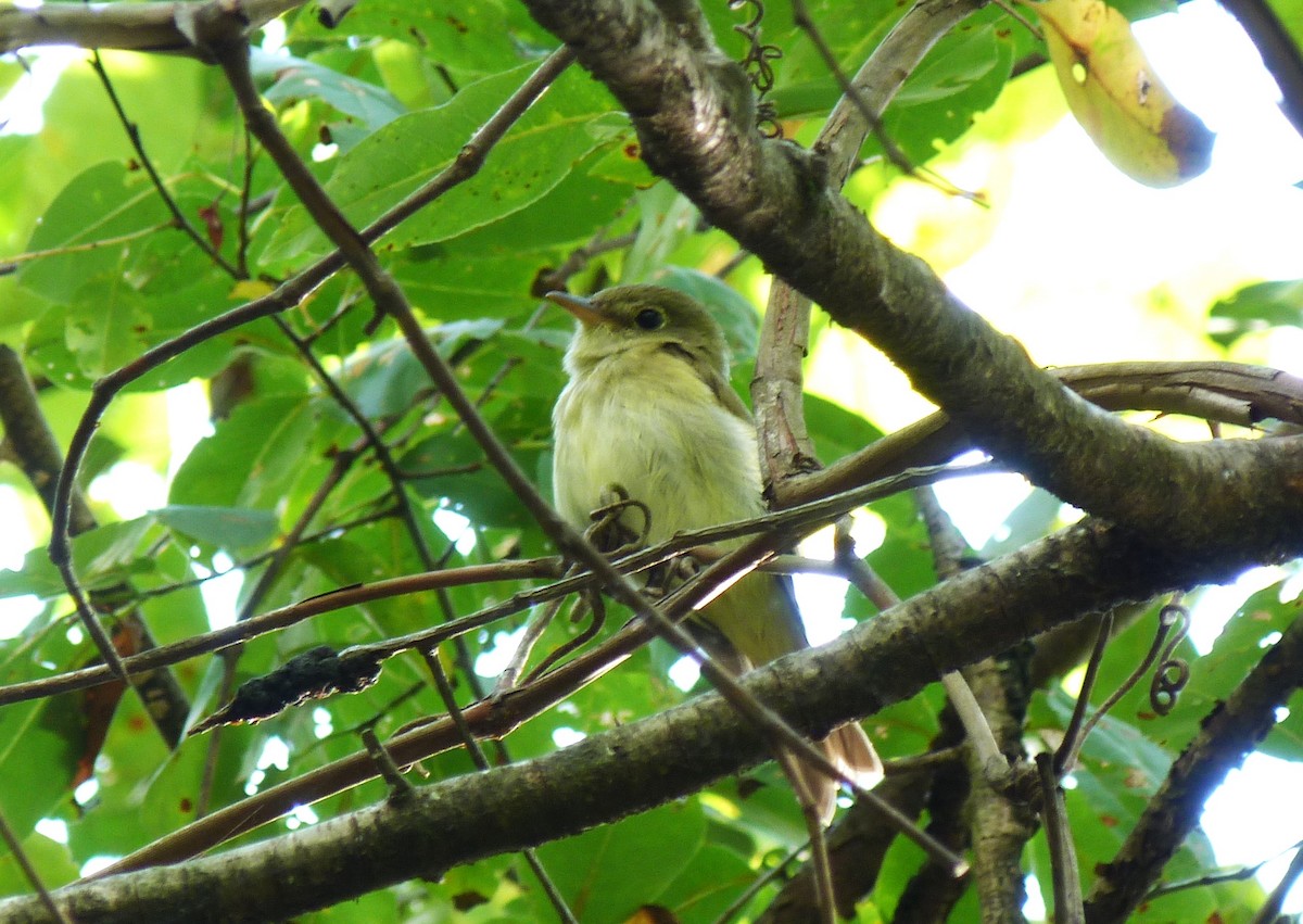 Acadian Flycatcher - Tony Kurz