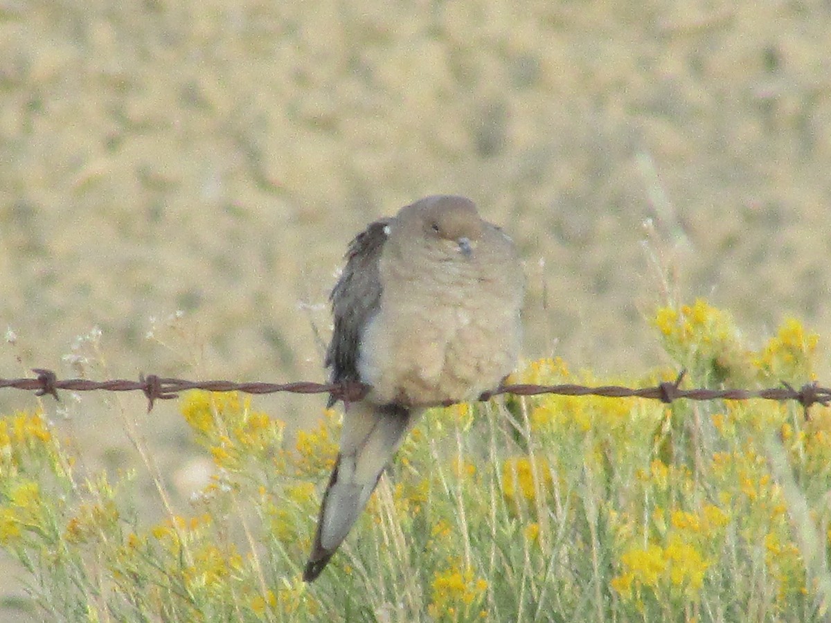 Mourning Dove - ML624209597