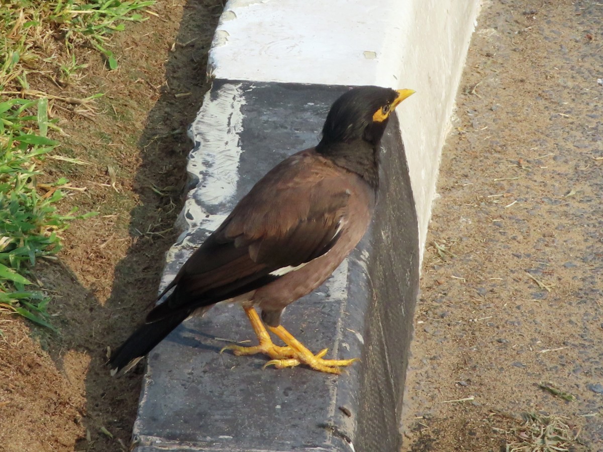 Common Myna - ML624209602