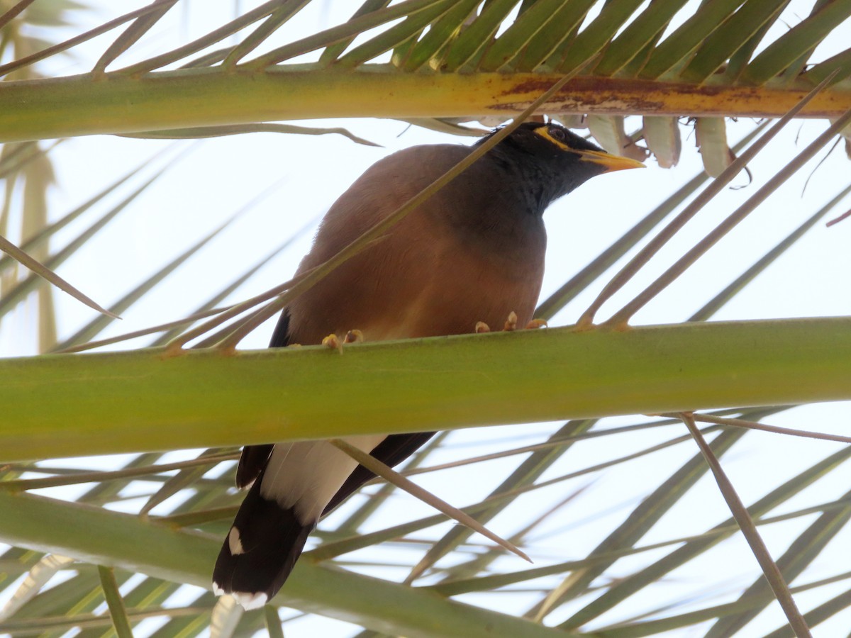 Common Myna - ML624209605