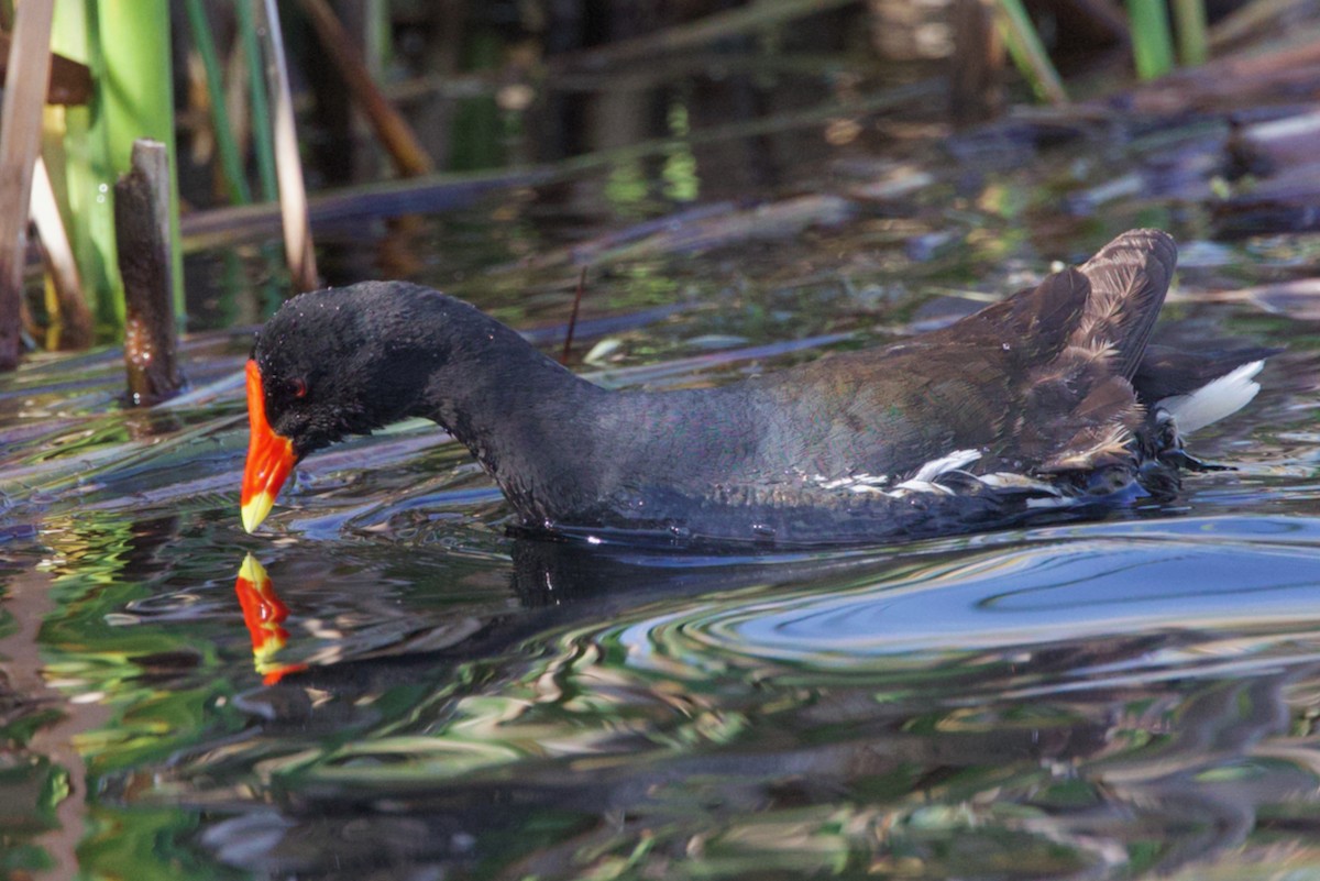 Eurasian Moorhen - Howard Shapiro