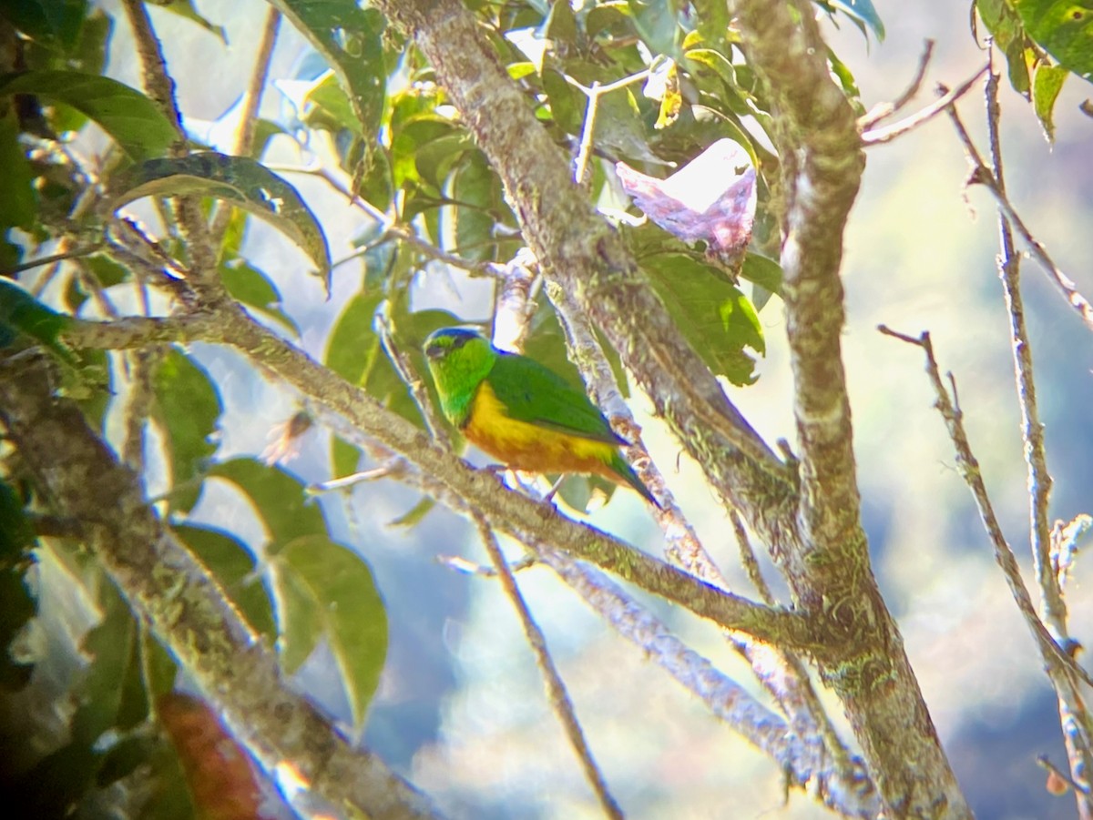 Chestnut-breasted Chlorophonia - ML624209647