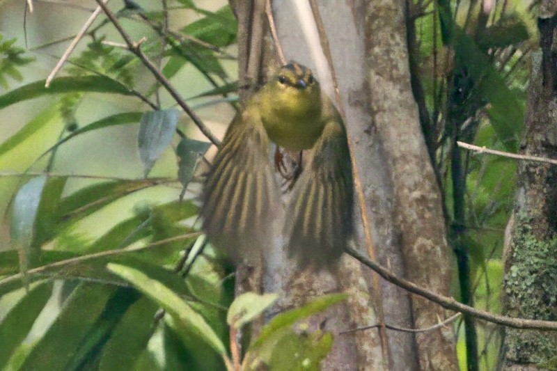 Two-banded Warbler - Soham Mehta