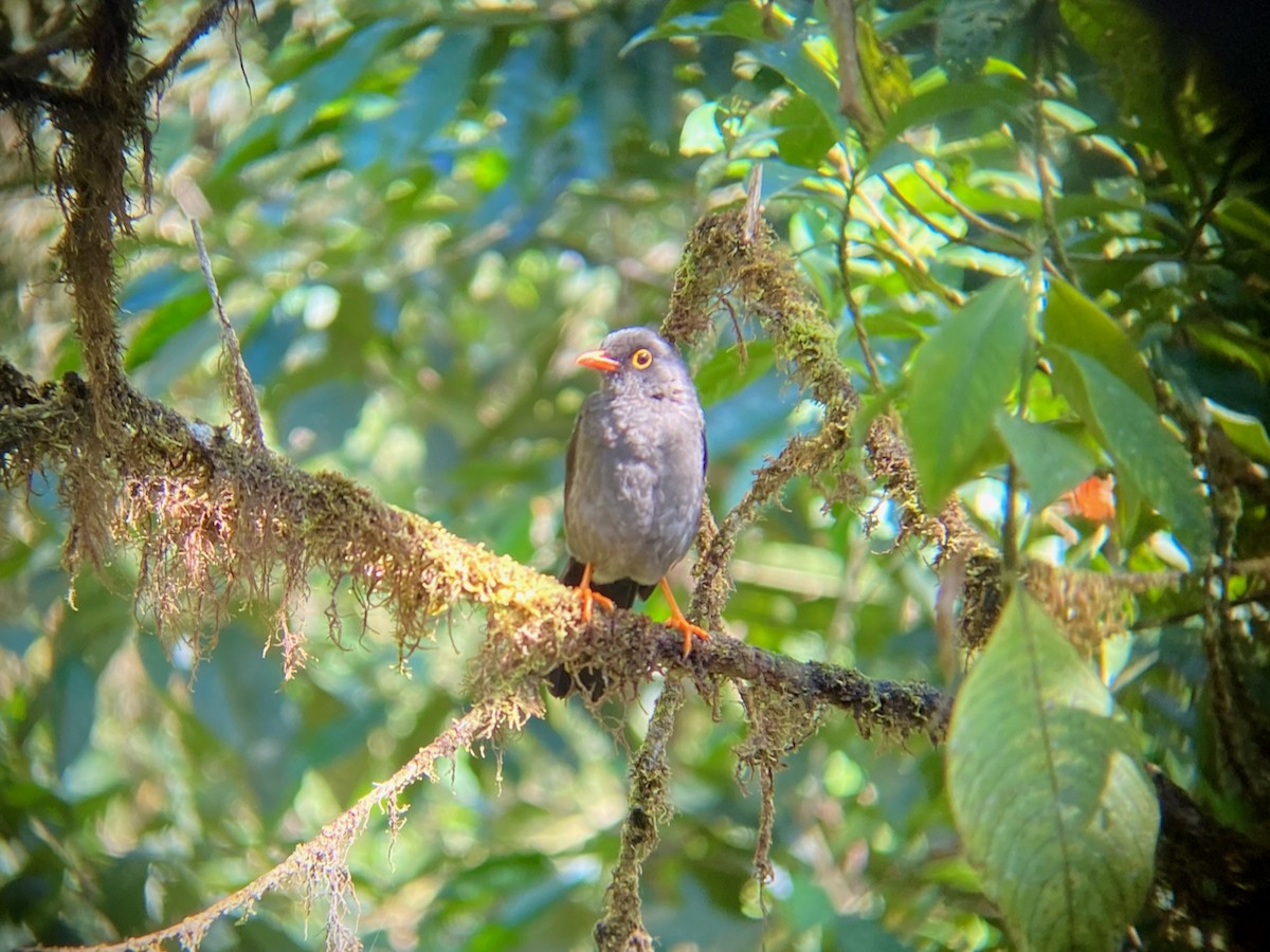 Great Thrush - ML624209693