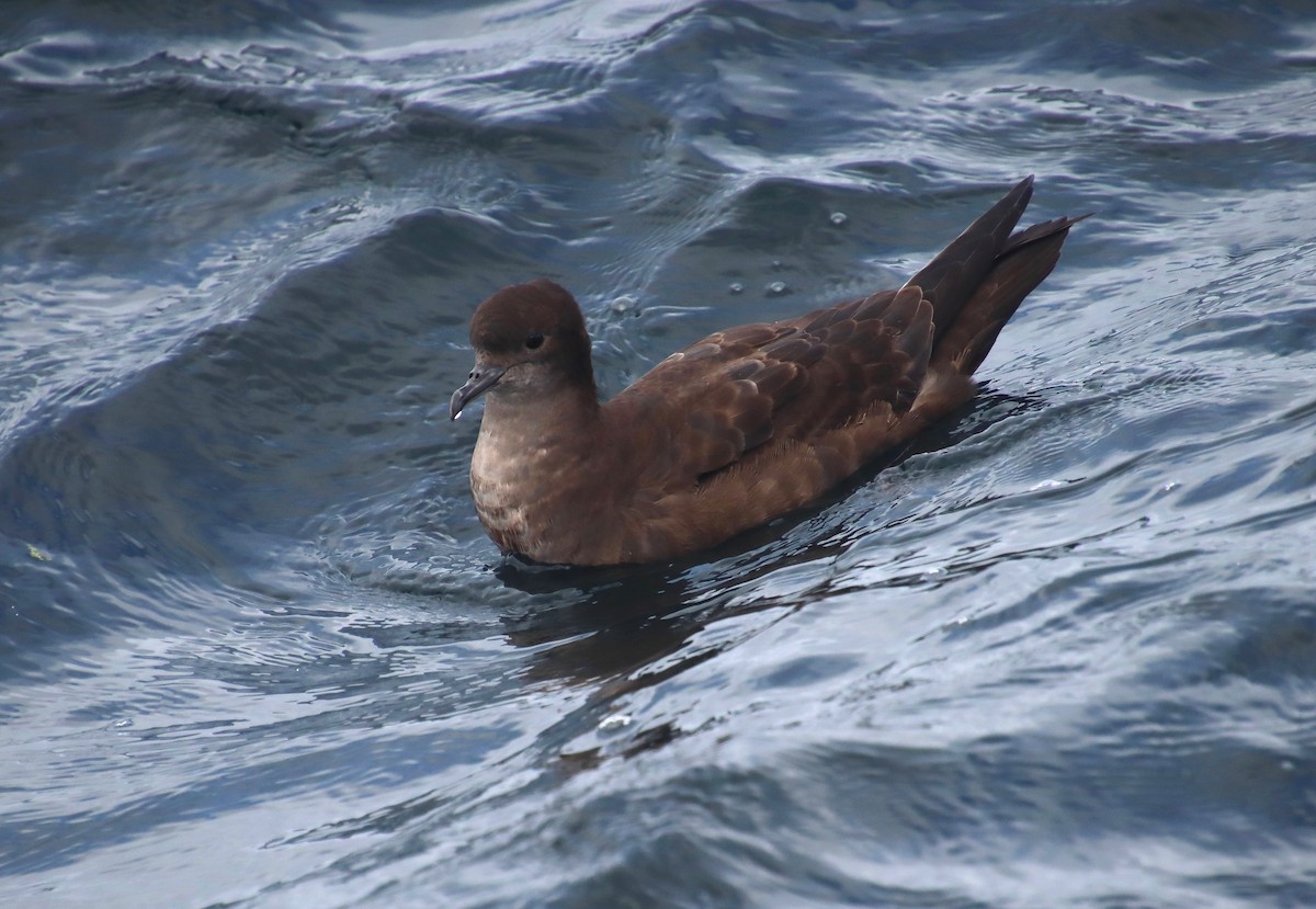 Short-tailed Shearwater - Dianne Murray