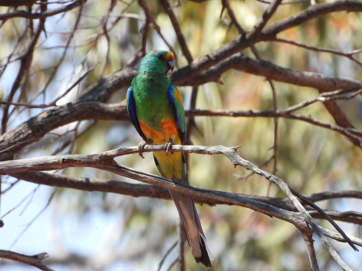 Mulga Parrot - ML624209776