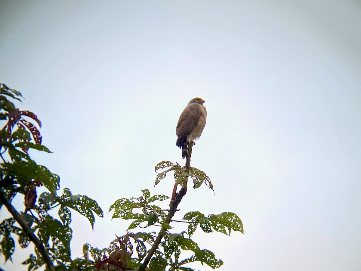 Roadside Hawk - ML624209783