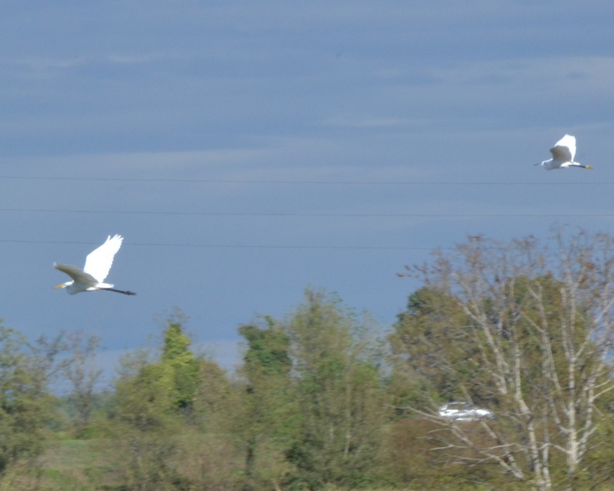 Western Cattle Egret - ML624209786