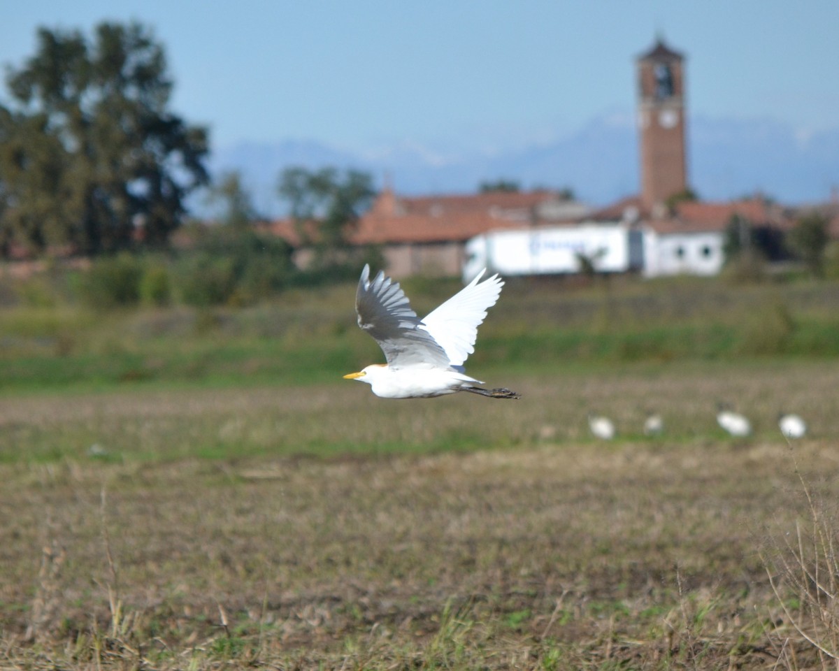 Western Cattle Egret - ML624209787