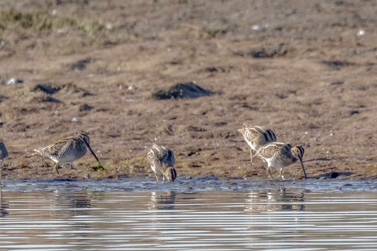 Wilson's Snipe - ML624209788