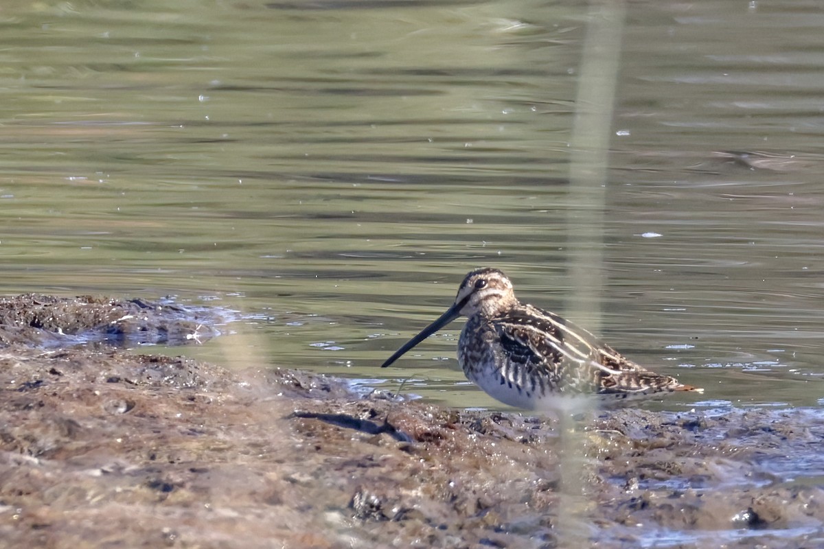 Wilson's Snipe - ML624209789