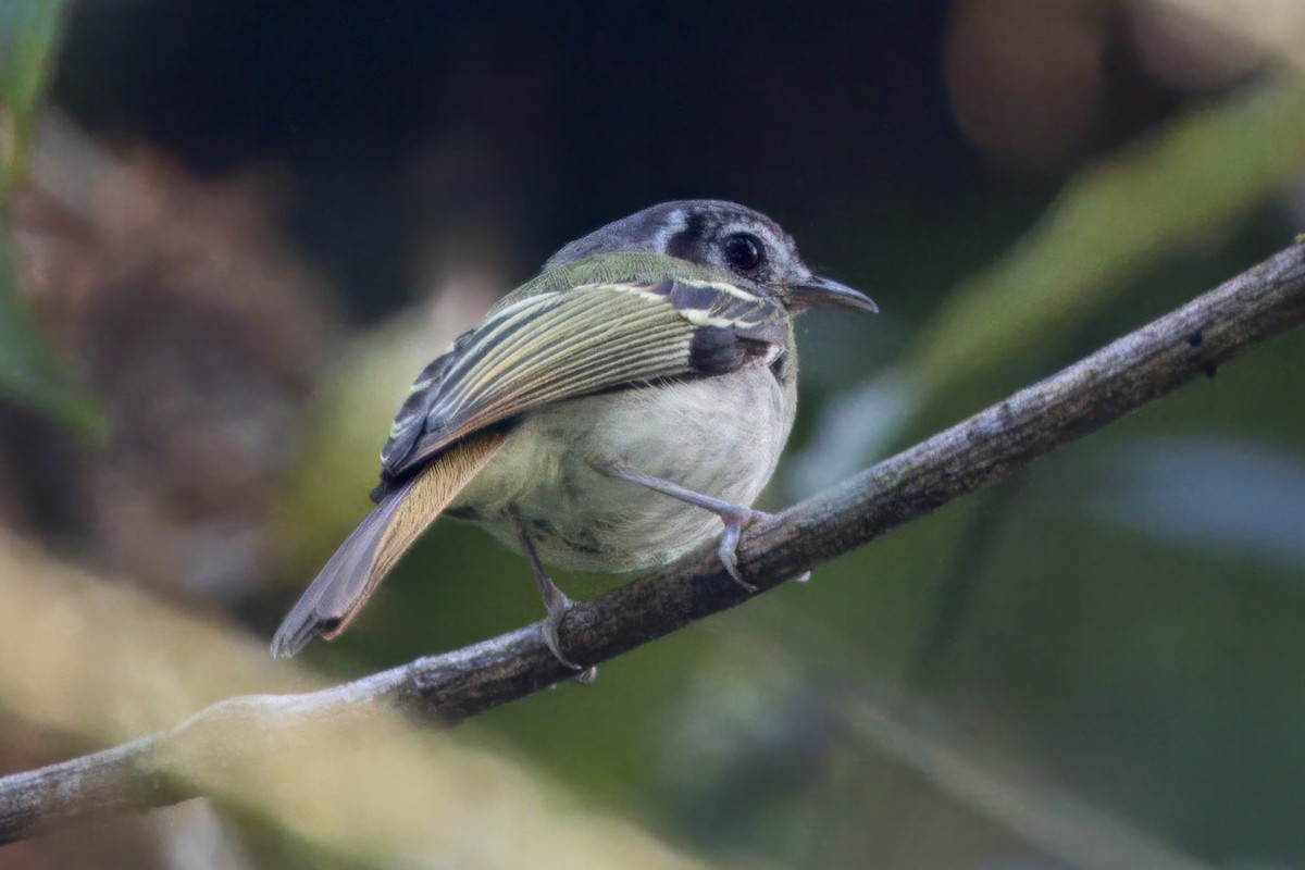 Marble-faced Bristle-Tyrant - Soham Mehta