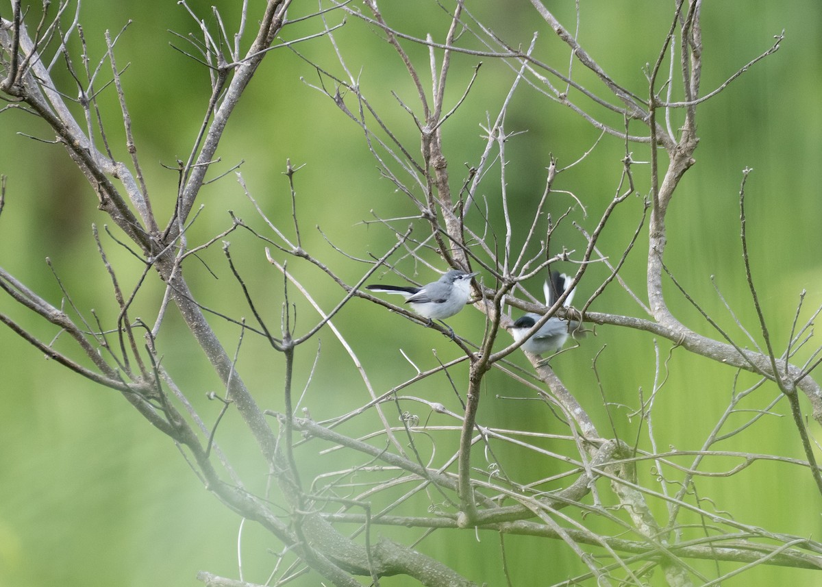 White-lored Gnatcatcher - ML624209818