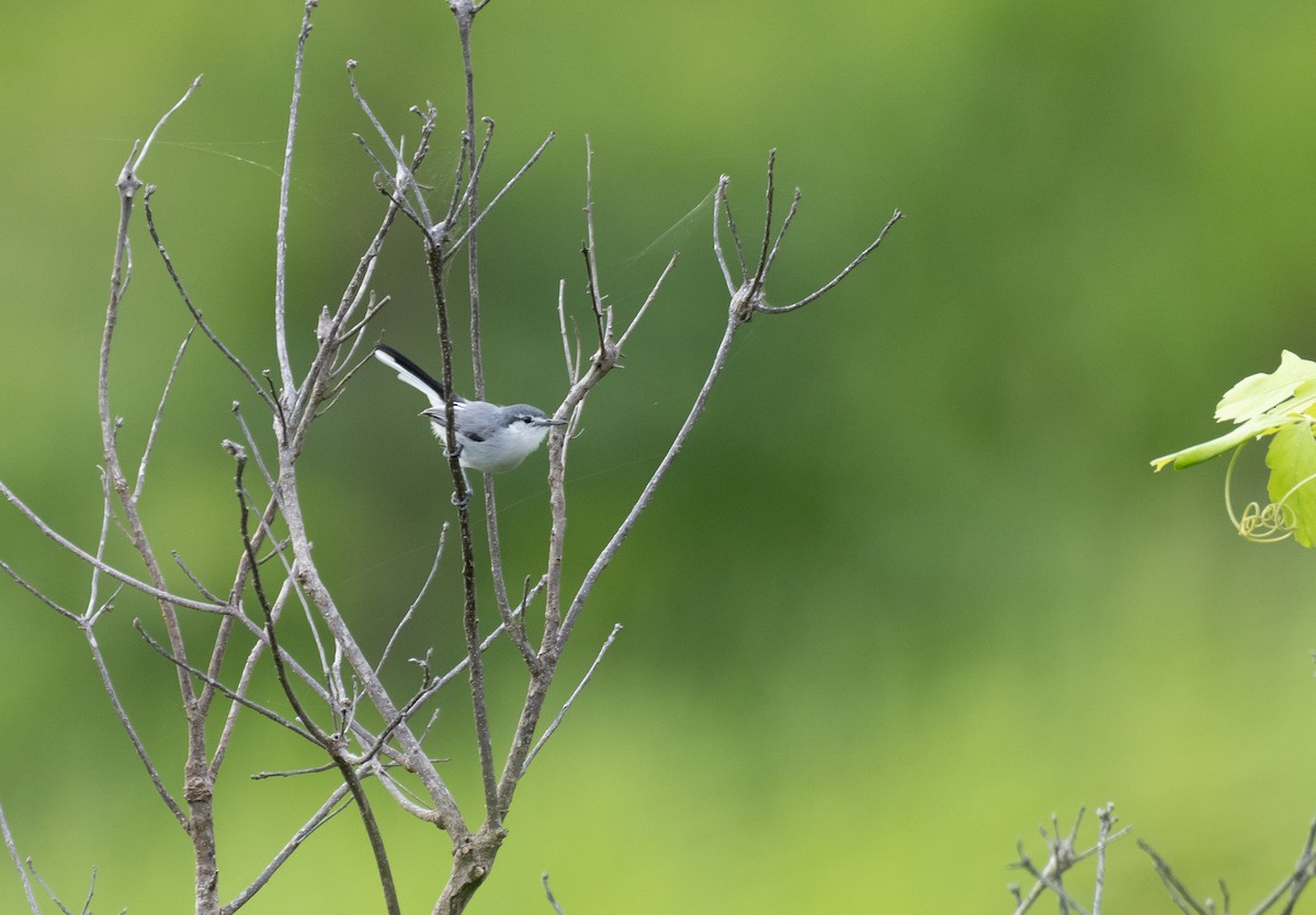 White-lored Gnatcatcher - ML624209819