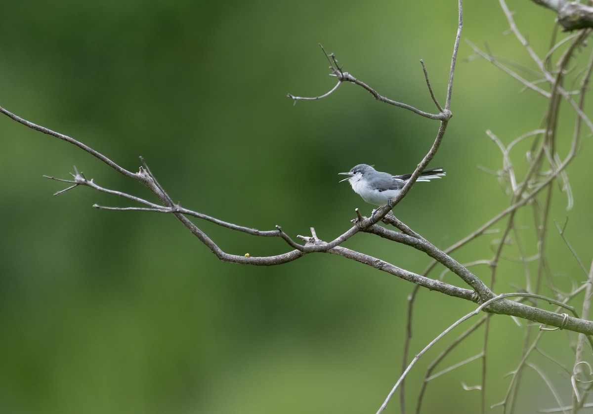 White-lored Gnatcatcher - ML624209820