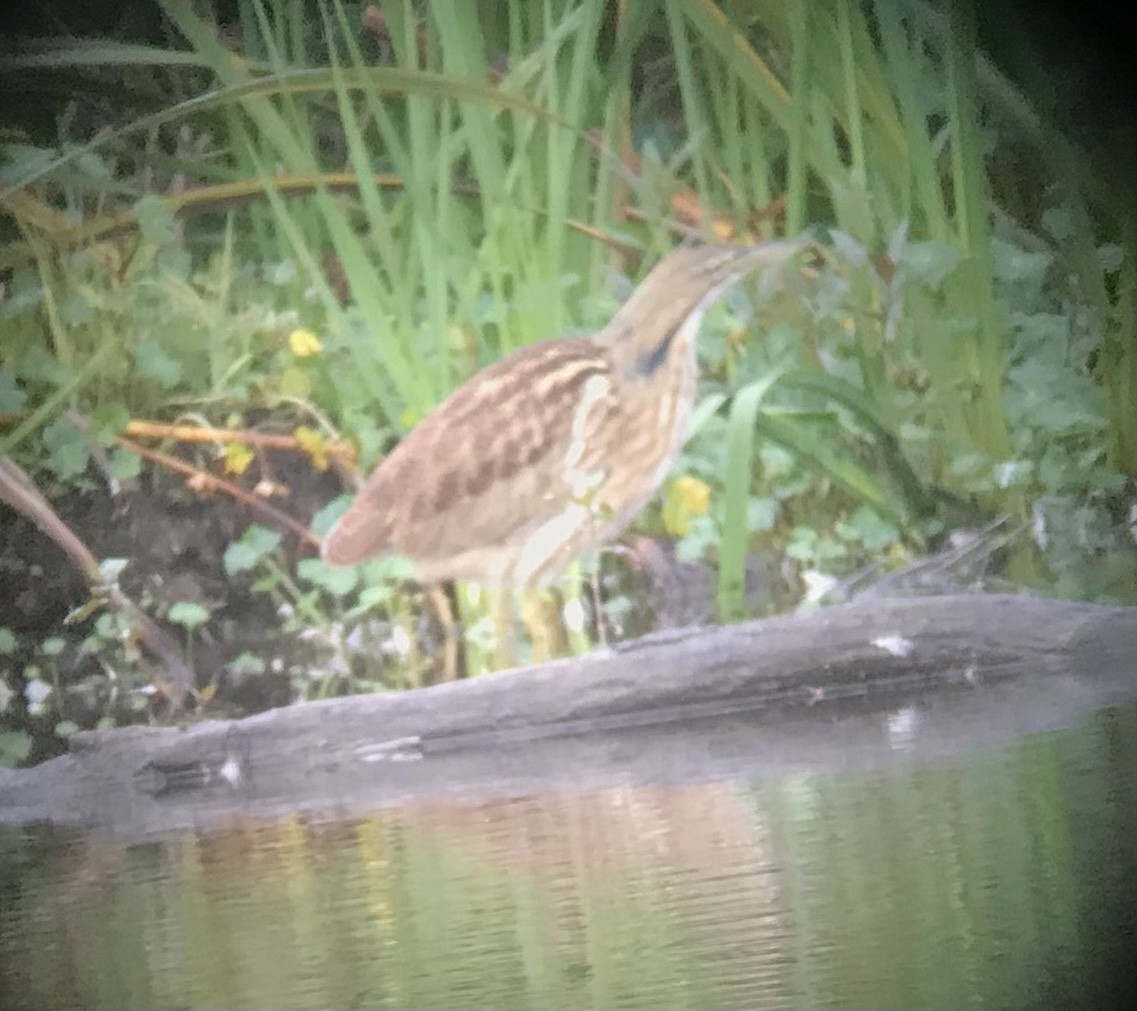 American Bittern - ML624209830