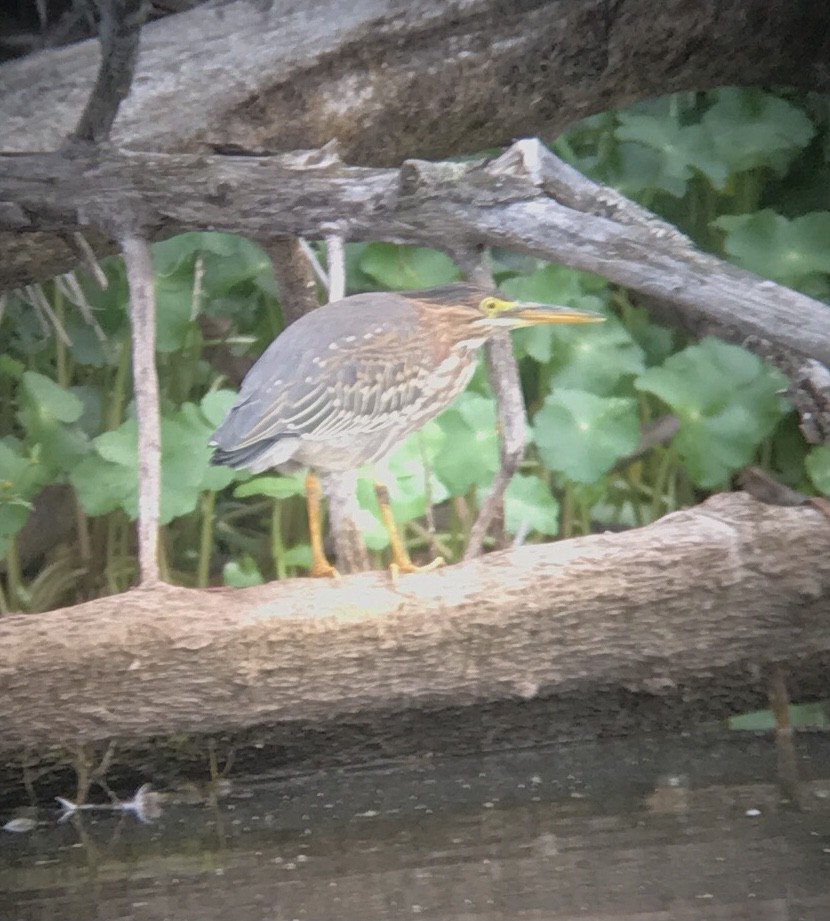 Green Heron - ML624209836