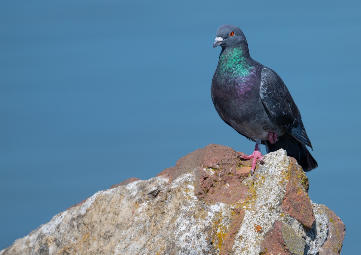 Rock Pigeon (Feral Pigeon) - ML624209837