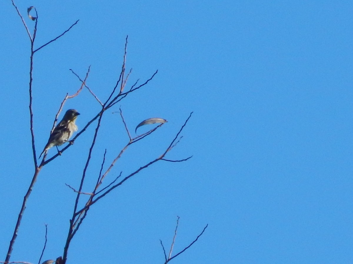 American Goldfinch - ML624209849