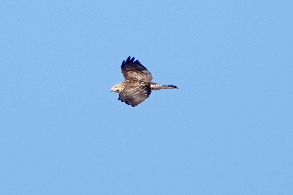 Broad-winged Hawk - ML624209853